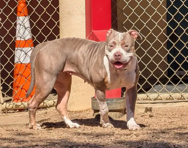 Tulip - Pit Bull Terrier
