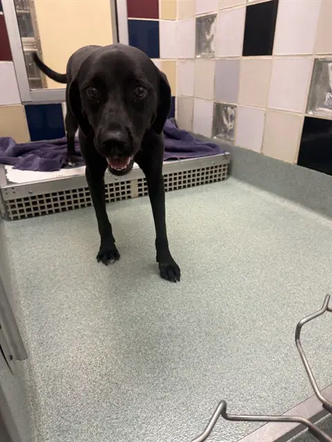 Diane - Labrador Retriever