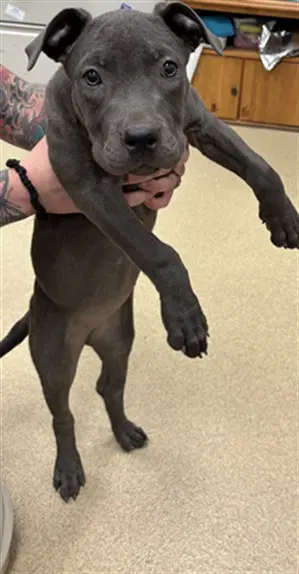 Ivy - Pit Bull Terrier
