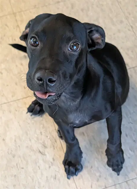 Atlas - Labrador Retriever