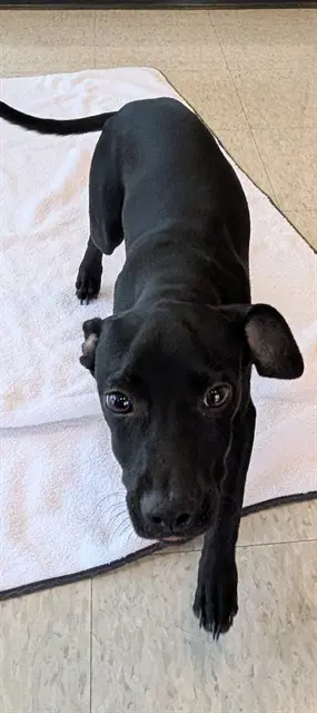 Orion - Labrador Retriever