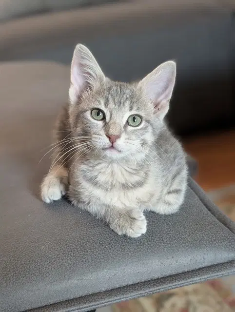 Silver - Domestic Short Hair