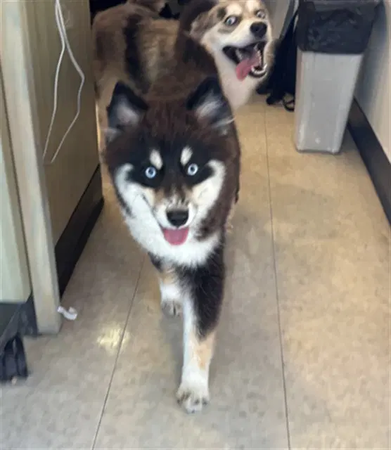 Nanook - Pomeranian