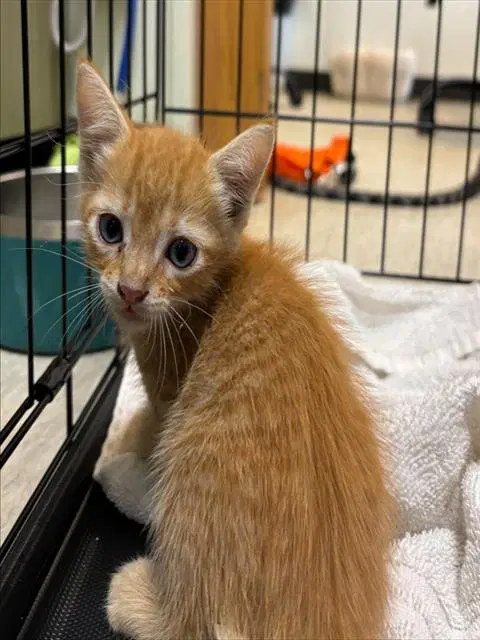 Rocky - Domestic Short Hair