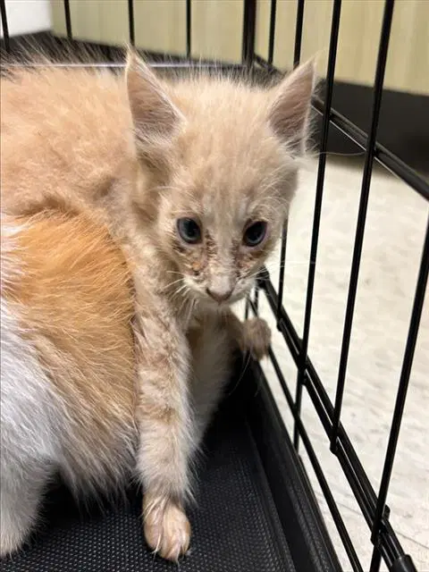 Chase - Domestic Medium Hair