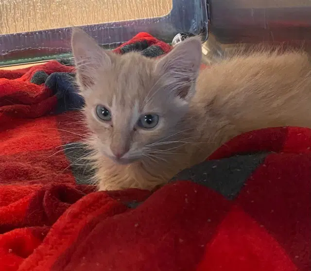 Chase - Domestic Medium Hair