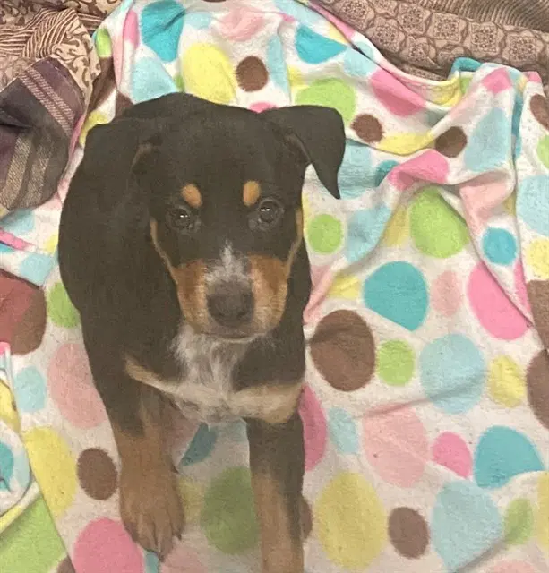 Wolf - Australian Cattle Dog/Blue Heeler