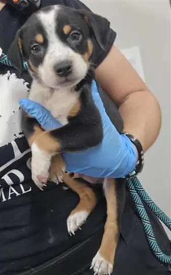 Benson - Australian Cattle Dog/Blue Heeler