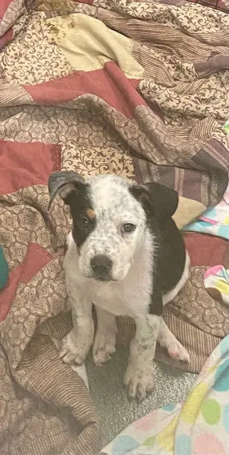 Dave - Australian Cattle Dog/Blue Heeler