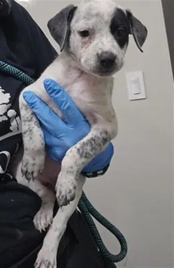 Kipo - Australian Cattle Dog/Blue Heeler