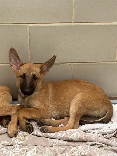 Gretel - Belgian Shepherd Malinois