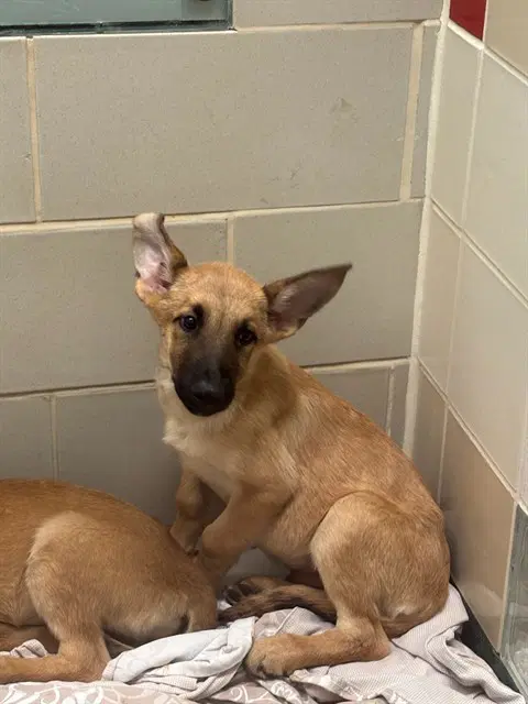 Hansel - Belgian Shepherd Malinois