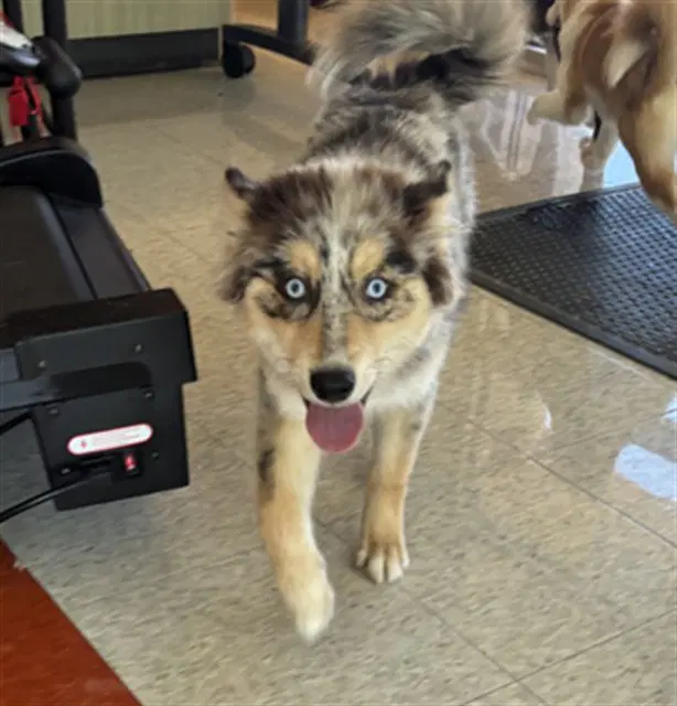 Denali - Pomeranian