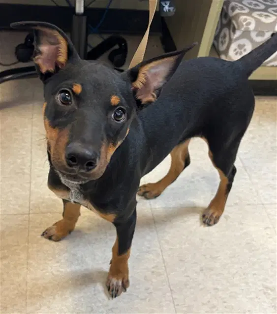 Avery - Doberman Pinscher