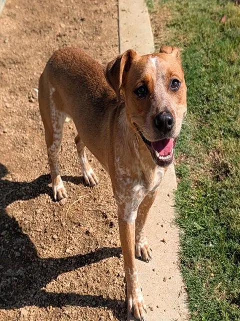 Amaretto - Australian Cattle Dog/Blue Heeler
