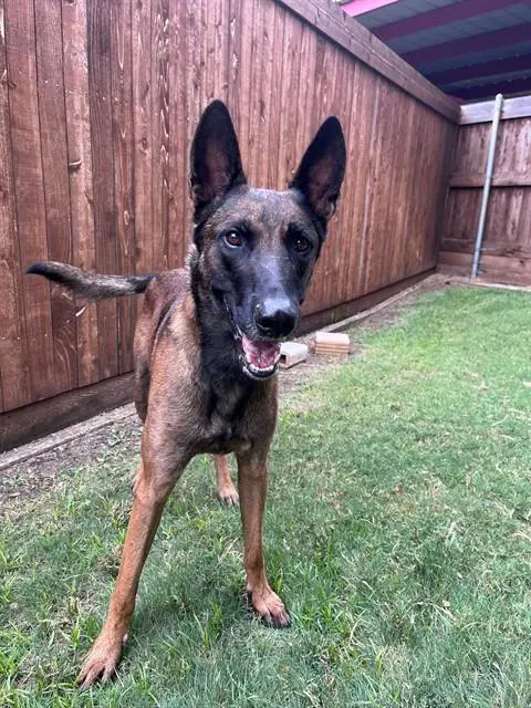 Tyson - Belgian Shepherd Malinois