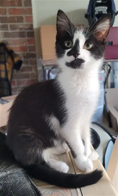 Leeloo - Domestic Short Hair