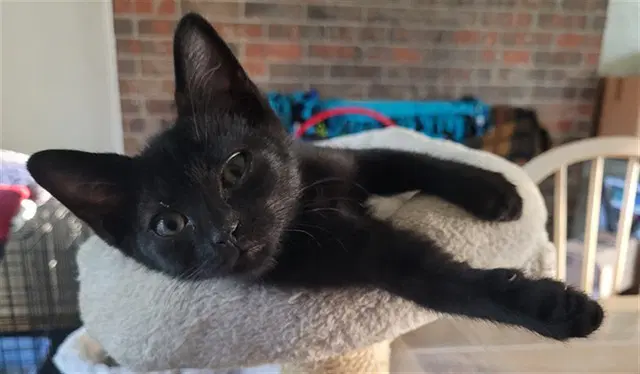 Koo - Domestic Short Hair