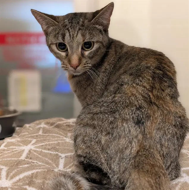 Lucy - Domestic Short Hair