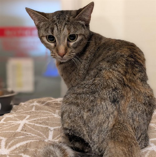 picture of the cat needing adoption