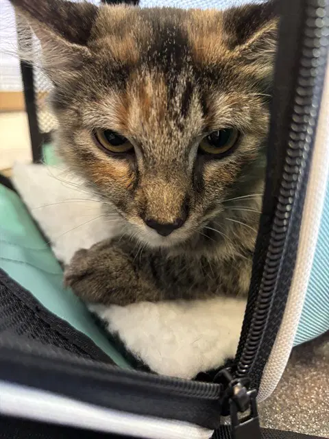 Honee - Domestic Short Hair
