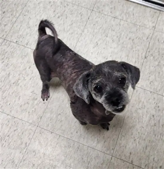 Roxy - Shih Tzu