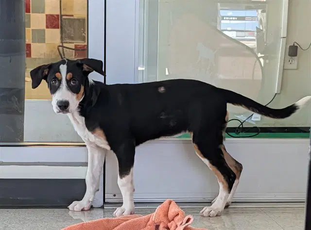 Peaches - Treeing Walker Coonhound
