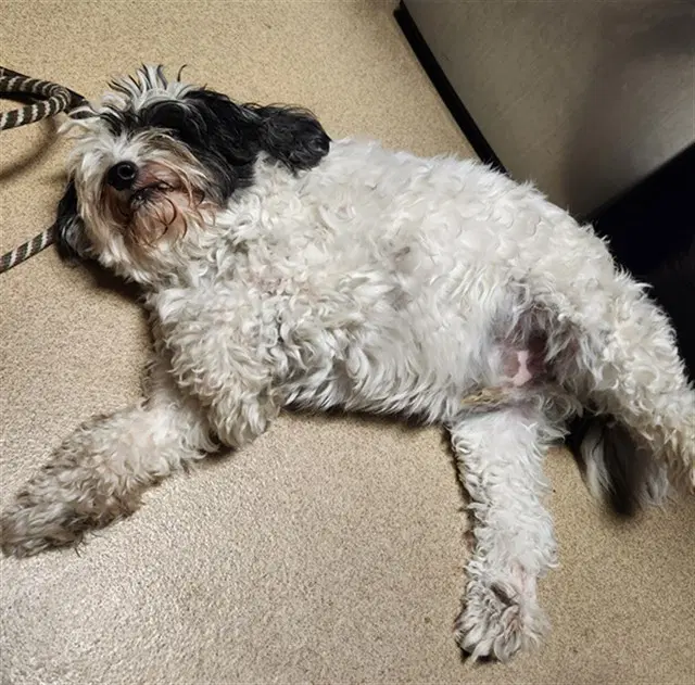 Milo - Poodle (Miniature)