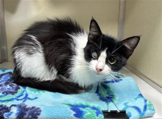 Poppy - Domestic Short Hair