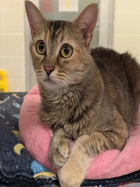 Romy - Domestic Short Hair