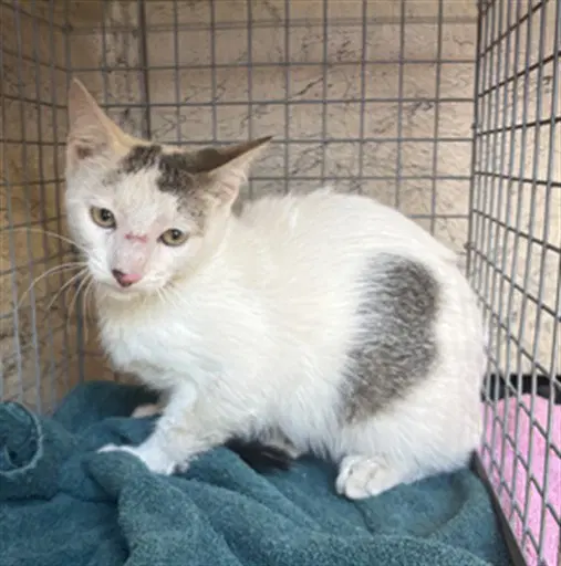 Unknown - Domestic Short Hair
