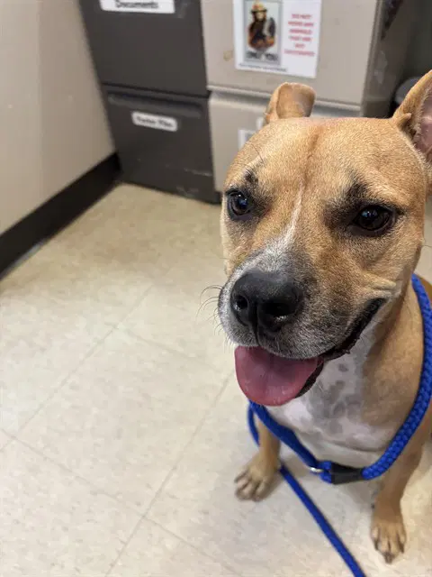Gabriella - Pit Bull Terrier