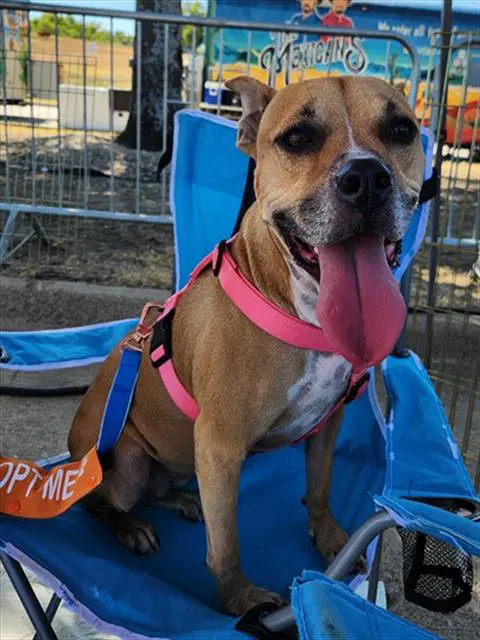 Gabriella - Pit Bull Terrier