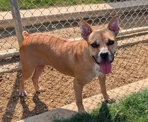 LAYLA, a dog for adoption from Plano Animal Shelter