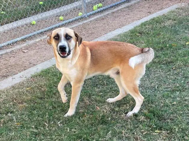 Toby - Anatolian Shepherd
