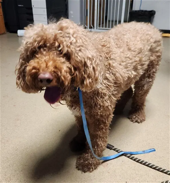 Mila - Poodle (Standard)
