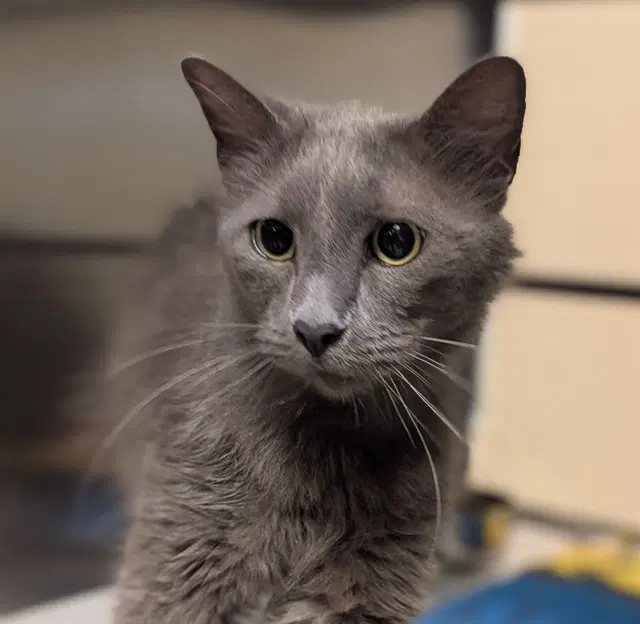 Unknown - Russian Blue
