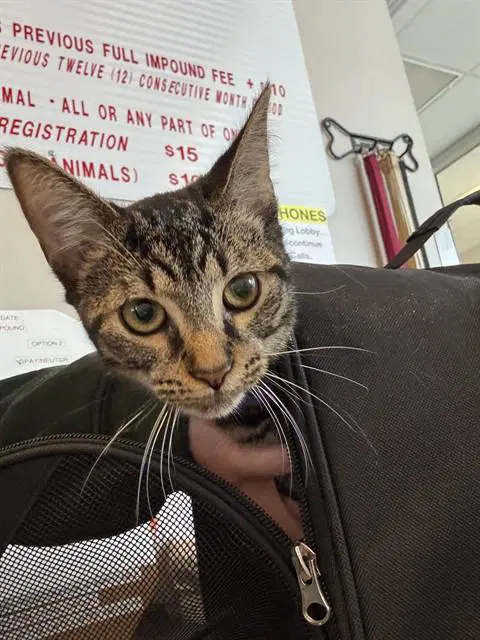 Unknown - Domestic Short Hair