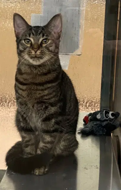 Unknown - Domestic Short Hair