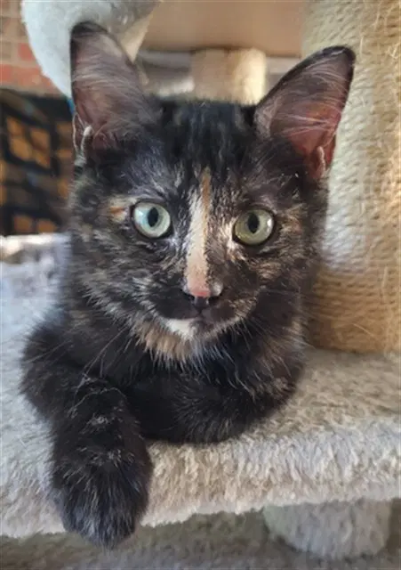 Neko - Domestic Short Hair