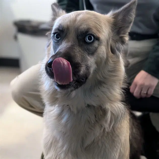 Luna - German Shepherd Dog