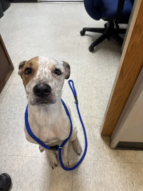 Arturo - Australian Cattle Dog/Blue Heeler