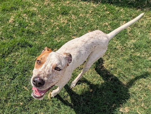 ARTURO, a dog for adoption from Plano Animal Shelter