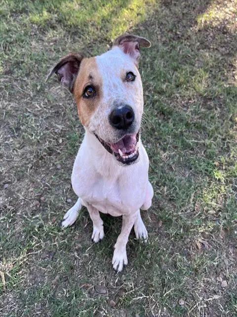Arturo - Australian Cattle Dog/Blue Heeler