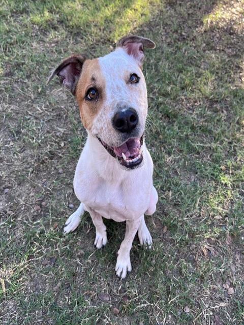 Arturo, Australian Cattle Dog/Blue Heeler / Mixed (medium coat)