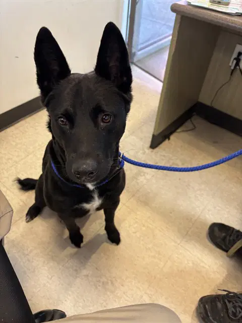 Unknown - German Shepherd Dog