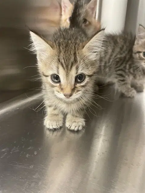 Unknown - Domestic Short Hair