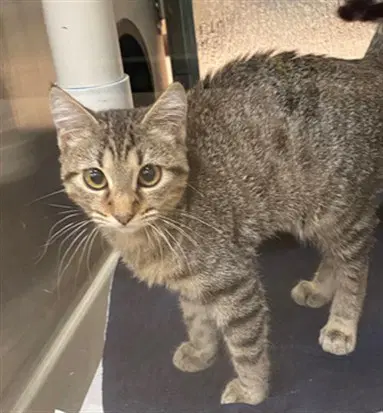 Unknown - Domestic Short Hair
