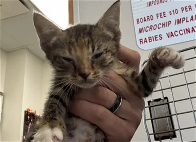 Unknown - Domestic Short Hair