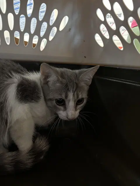Unknown - Domestic Short Hair